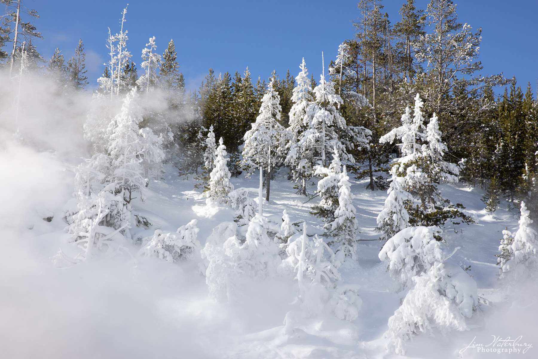 Yellowstone Trees 7 NATIONAL PARKS, Yellowstone