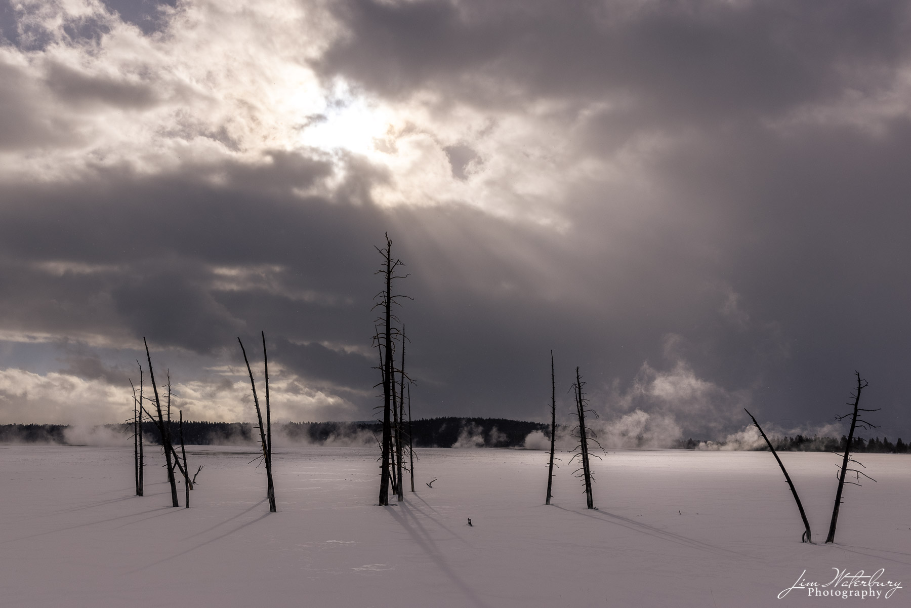 Yellowstone Trees 3 NATIONAL PARKS, Yellowstone