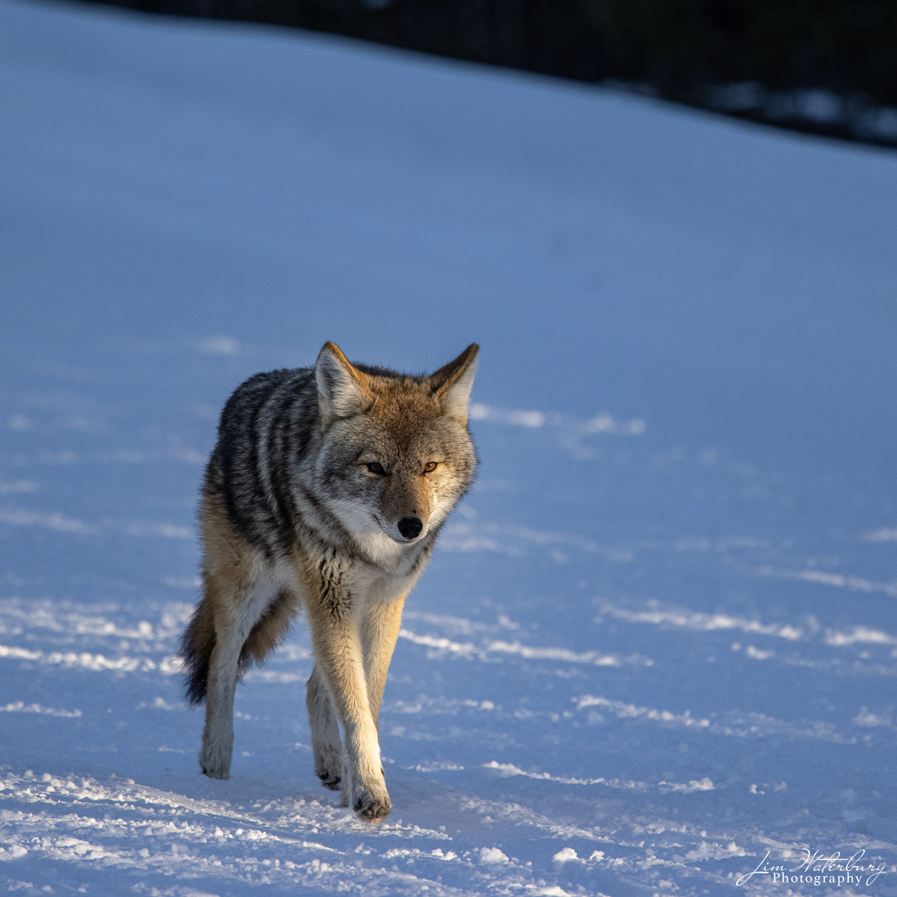 Coyote on the Prowl A coyote in Yellowstone in late-day sun.