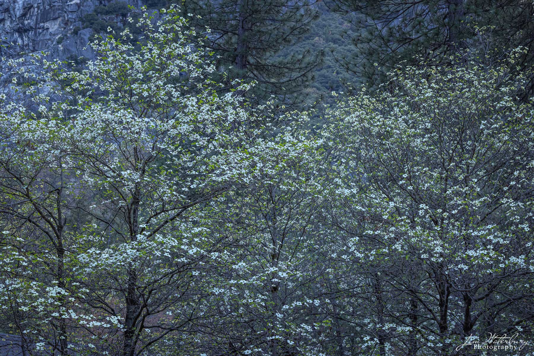 Dogwood trees at the Housekeeping Camp in Yosemite, set against the shadowed cliffs behind.