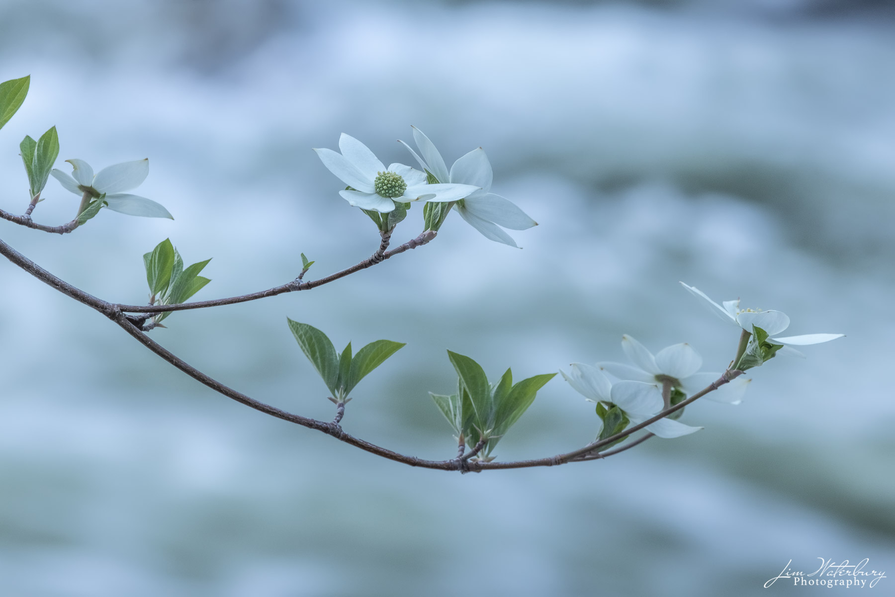 New dogwood flowers against the backdrop of fast moving white water in the Merced River, Yosemite Valley