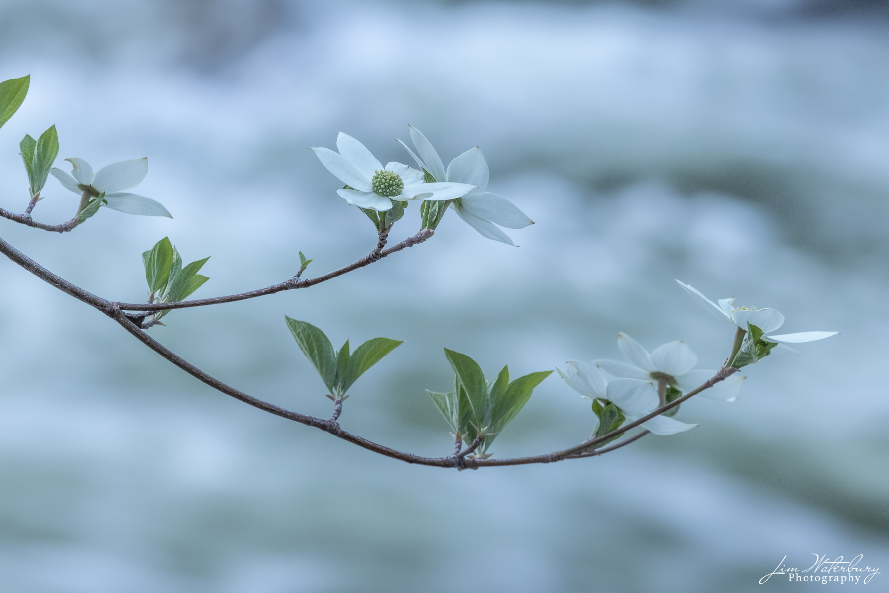 Dogwood Blossoms New dogwood flowers against the backdrop of fast moving white water in the Merced River, Yosemite Valley