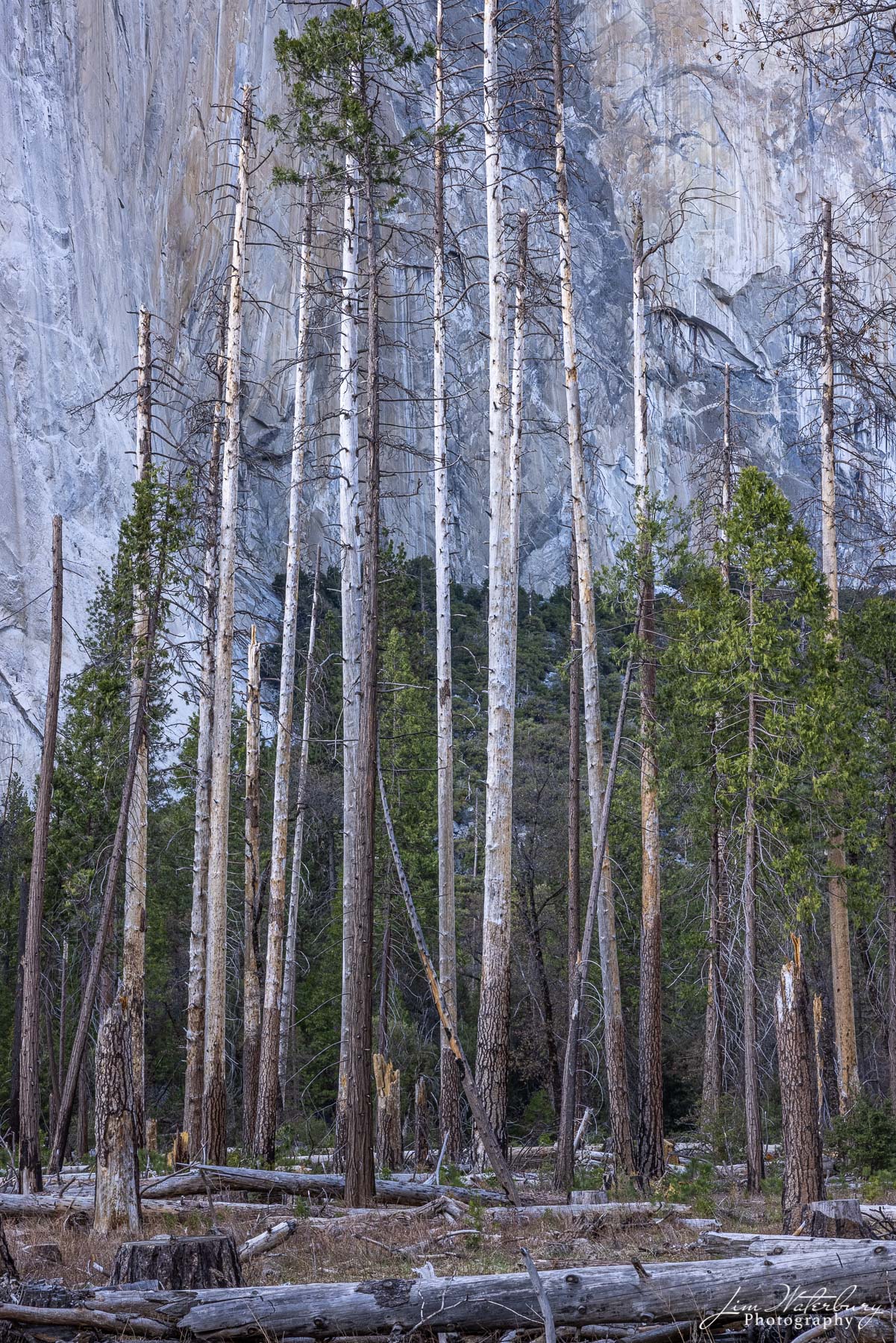 Trees on the floor of Yosemite Valley, the victim of severe winter storms, and damage from a multi-year drought.