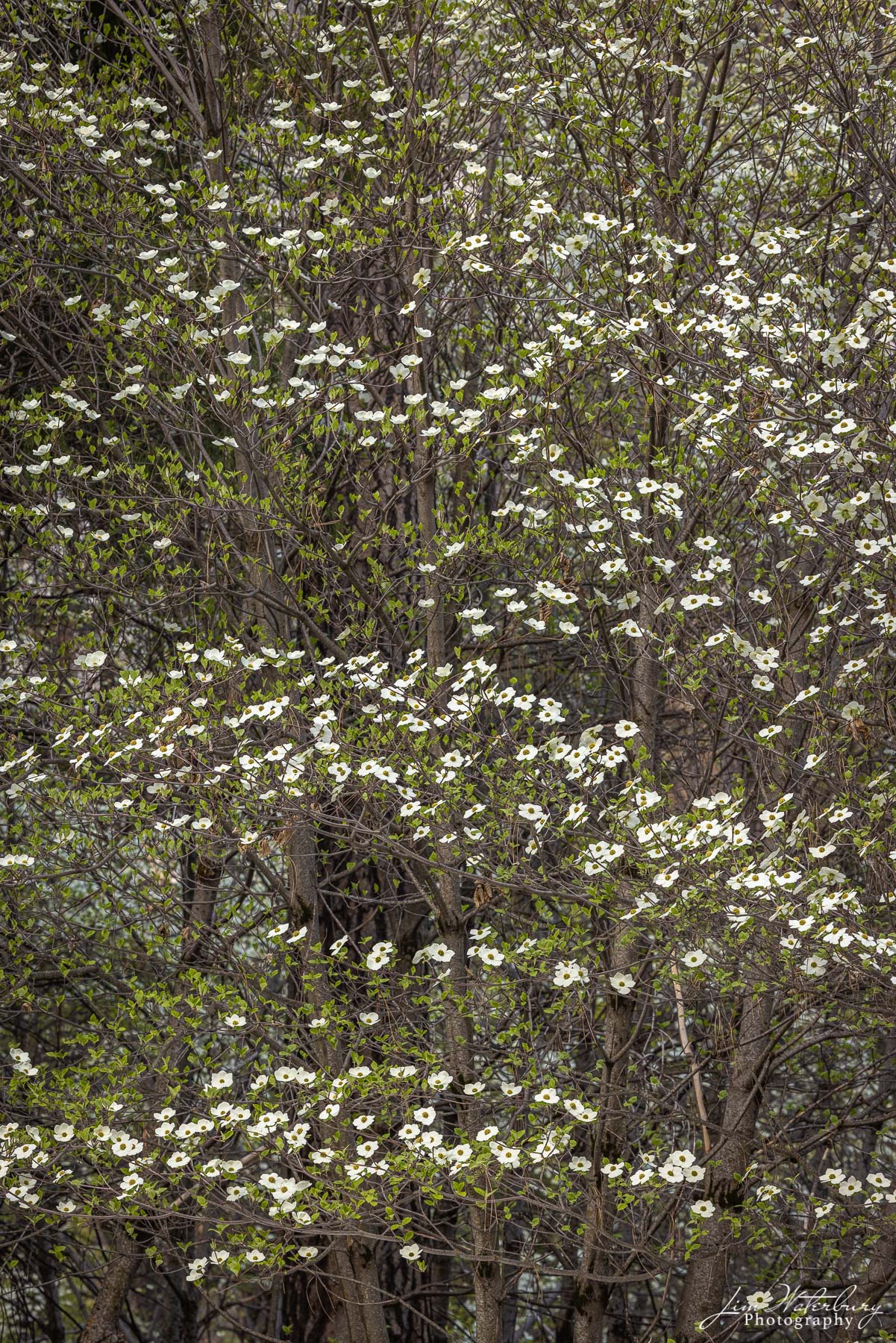 Dogwood trees in full bloom in the forest at the Housekeeping Camp, Yosemite Valley