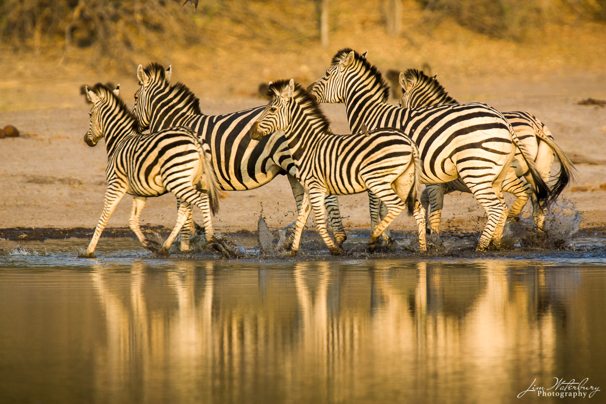 zebra