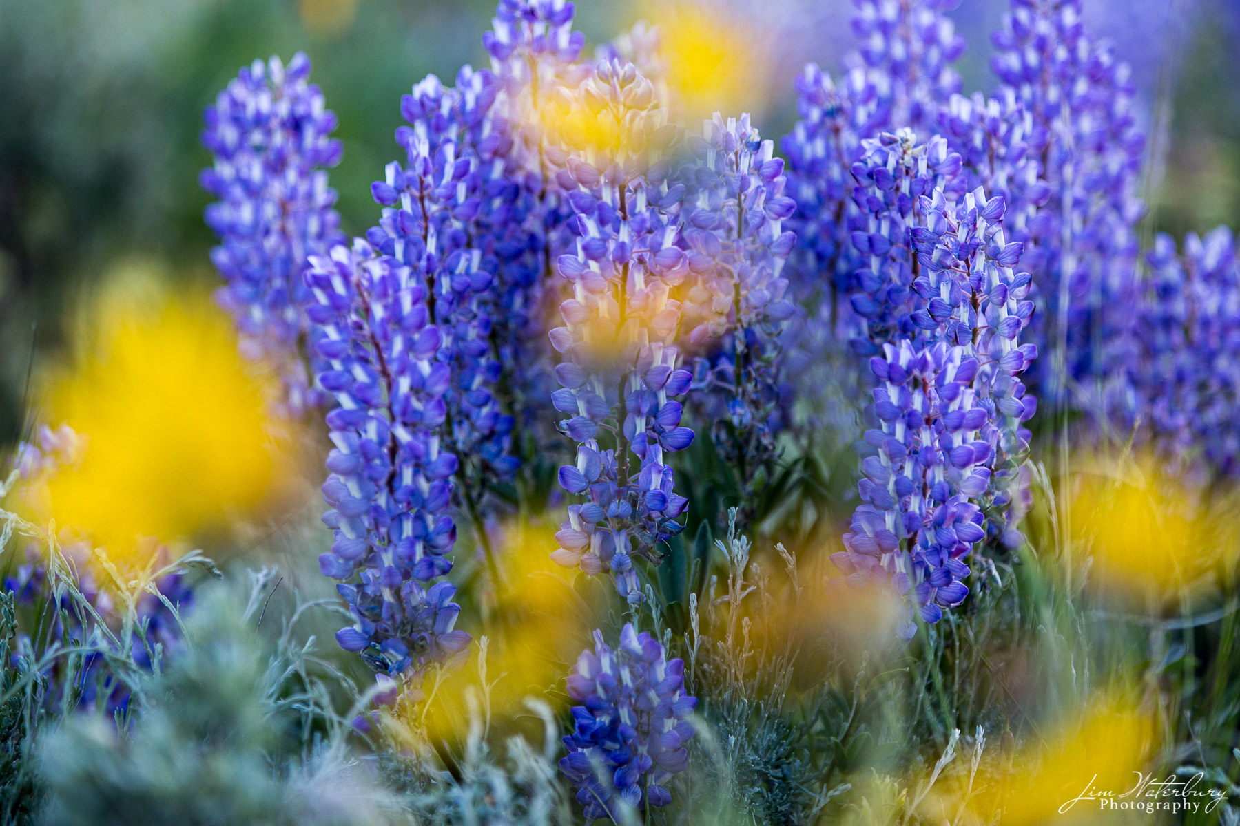 Lupine Spring Lupines, with splashes of yellow, at sunset, Teton National Park (near Lupine Meadows, Jenny Lake).